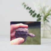 Baby Diamondback Turtle Briefkaart (Staand voorkant)