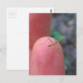 Baby die Mantis belijden op Vinger Briefkaart (Voorkant / Achterkant)