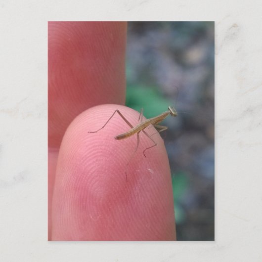 Baby die Mantis belijden op Vinger Briefkaart (Voorkant)