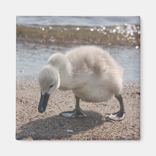 Baby Dier Zwaan Magneet (Voorkant)
