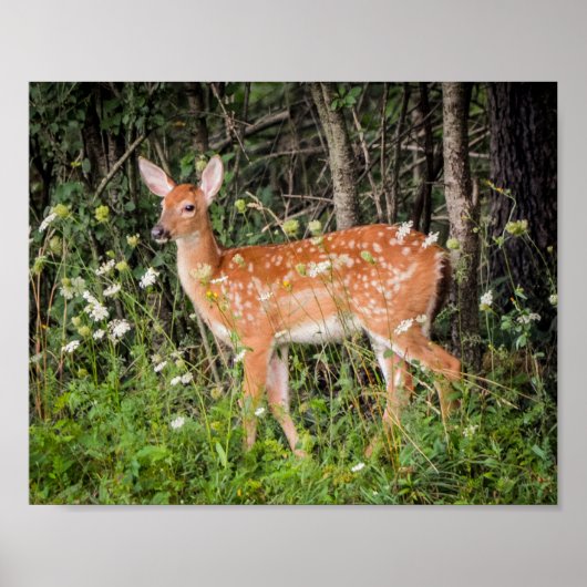 Baby Dieren Jong Hert Poster (Voorkant)