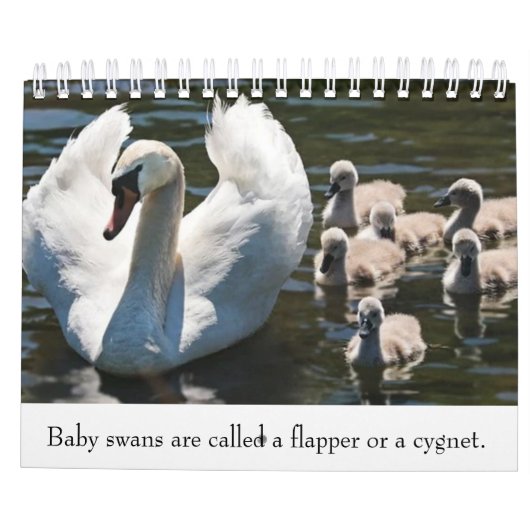 Baby dieren kalender (Achterkant)