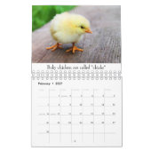 Baby dieren kalender (Feb 2027)