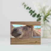 Baby donkey briefkaart (Staand voorkant)