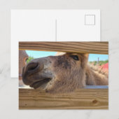Baby donkey briefkaart (Voorkant / Achterkant)
