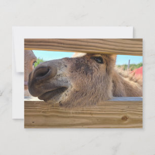 Baby donkey briefkaart