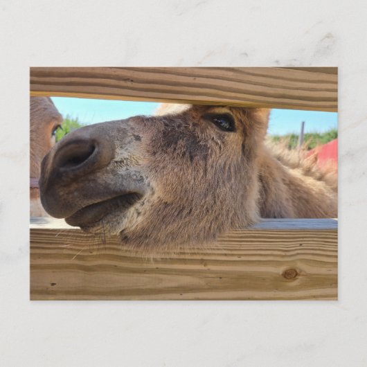 Baby donkey briefkaart (Voorkant)
