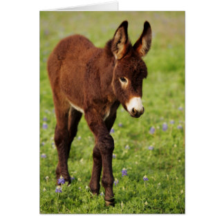 Baby Donkey in de Blauwe Bonnets