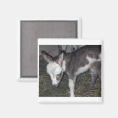 BABY DONKEY MAGNEET (Voorkant / Achterkant)