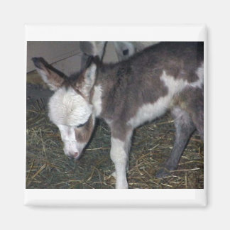 BABY DONKEY MAGNEET