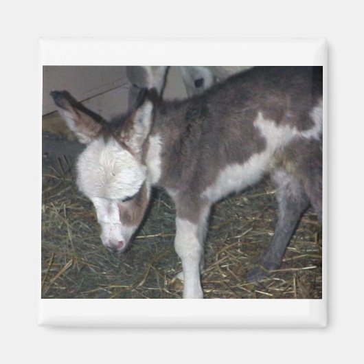 BABY DONKEY MAGNEET (Voorkant)