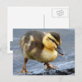 Baby Duck Briefkaart (Voorkant / Achterkant)