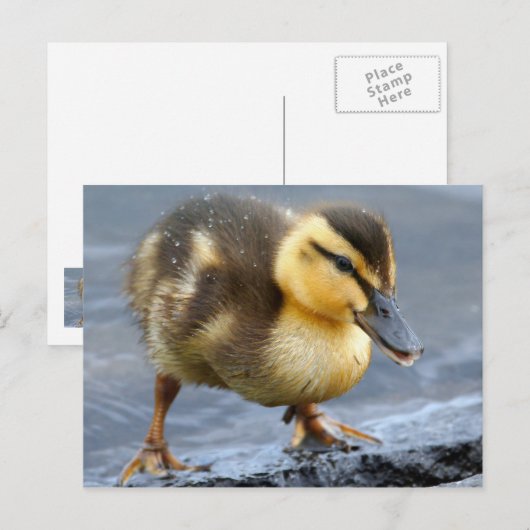 Baby Duck Briefkaart (Voorkant / Achterkant)