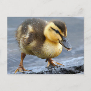 Baby Duck Briefkaart