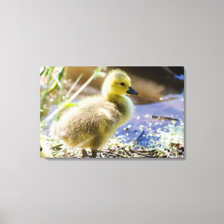 Baby Duck Canvas Afdruk