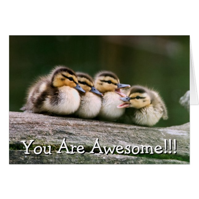 Baby Ducks (Voorkant Horizontaal)