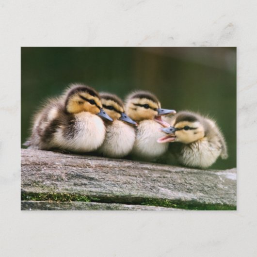 Baby Ducks Briefkaart (Voorkant)