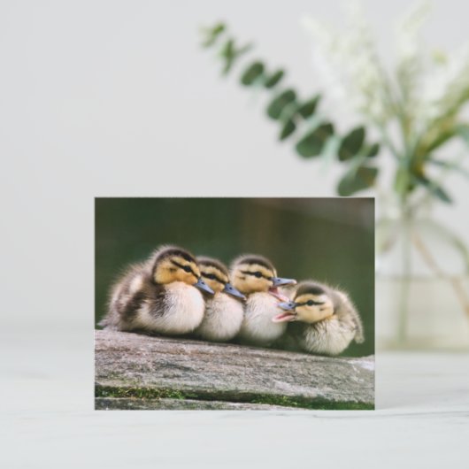 Baby Ducks Briefkaart (Staand voorkant)