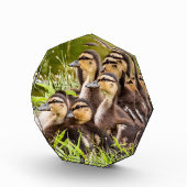 Baby Ducks Fotoblokken (Rechts)