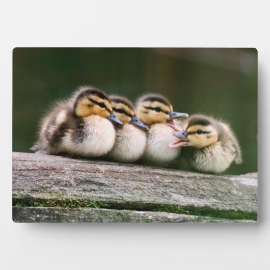 Baby Ducks Fotoplaat (voorkant)