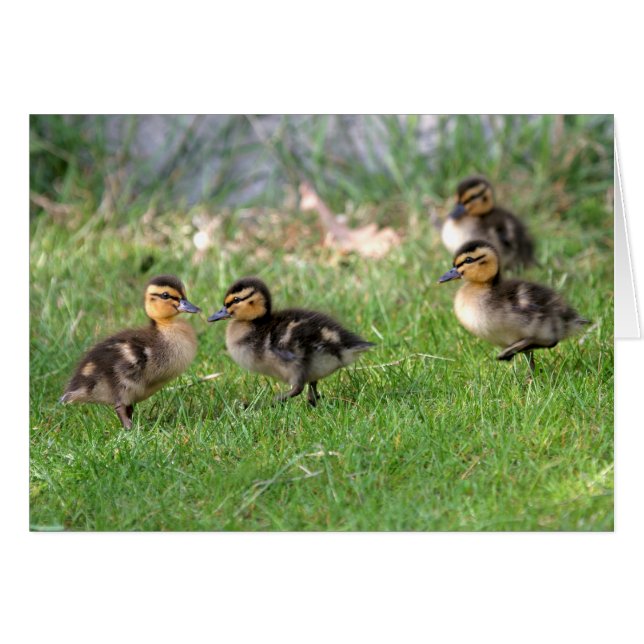Baby Ducks Photo (Voorkant Horizontaal)