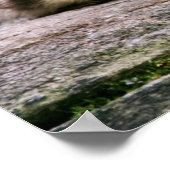 Baby Ducks Poster (Hoek)