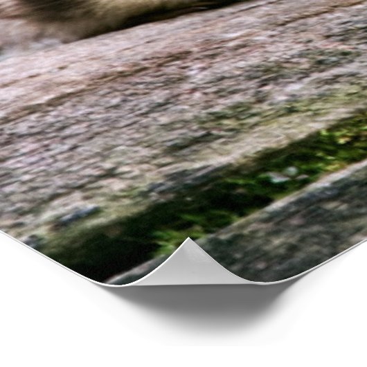 Baby Ducks Poster (Hoek)