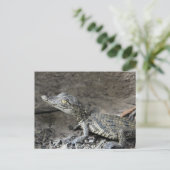Baby dwergkrokodil briefkaart (Staand voorkant)