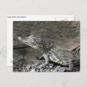 Baby dwergkrokodil briefkaart (Voorkant / Achterkant)