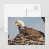 Baby Eagle 2011 Briefkaart (Voorkant / Achterkant)