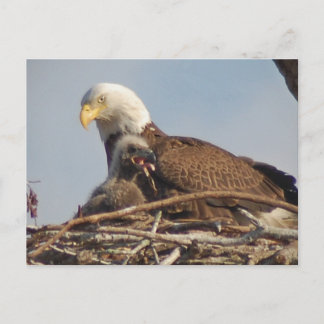 Baby Eagle 2011 Briefkaart