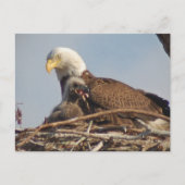 Baby Eagle 2011 Briefkaart (Voorkant)