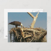 Baby Eagle. Briefkaart (Voorkant / Achterkant)