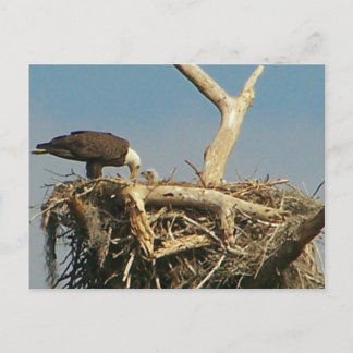 Baby Eagle. Briefkaart