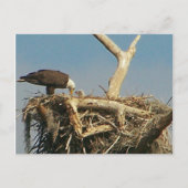 Baby Eagle. Briefkaart (Voorkant)