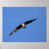 Baby Eagle of South Jersey! Poster (Voorkant)