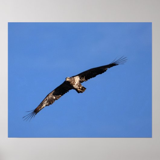 Baby Eagle of South Jersey! Poster (Voorkant)