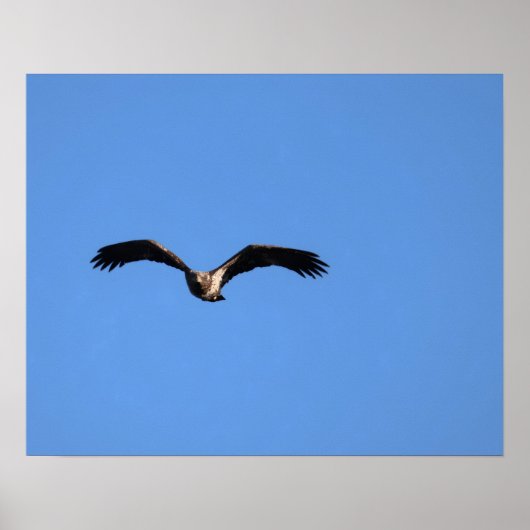 Baby Eagle! Poster (Voorkant)