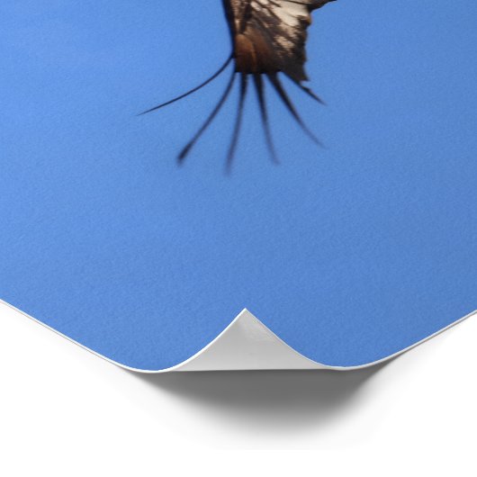 Baby eagle! poster (Hoek)