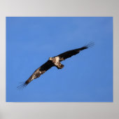 Baby eagle! poster (Voorkant)