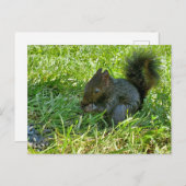 Baby eekhoorn briefkaart (Voorkant / Achterkant)