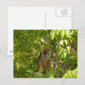 baby eekhoorn briefkaart (Voorkant / Achterkant)