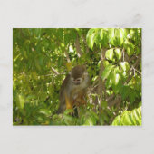 baby eekhoorn briefkaart (Voorkant)