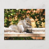 Baby eekhoorn briefkaart (Voorkant)