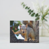 Baby eekhoorn in de boom briefkaart (Staand voorkant)
