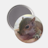Baby eekhoorn magneet (Voorkant / Achterkant)