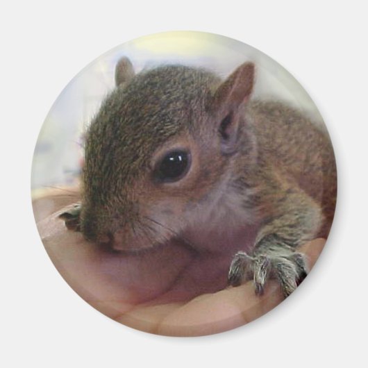 Baby eekhoorn magneet (Voorkant)
