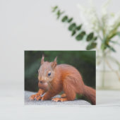 Baby eekhoorn met not Briefkaart (Staand voorkant)