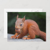 Baby eekhoorn met not Briefkaart (Voorkant / Achterkant)