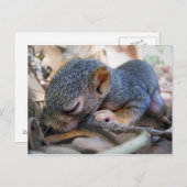 Baby eekhoornslaap briefkaart (Voorkant / Achterkant)